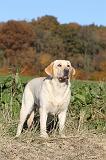 LABRADOR 348